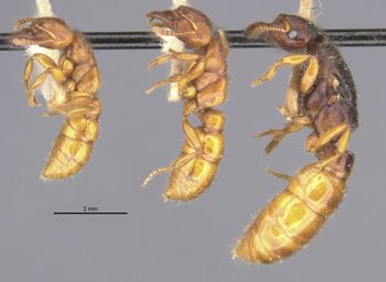 Media type: image;   Entomology 20375 Aspect: habitus lateral